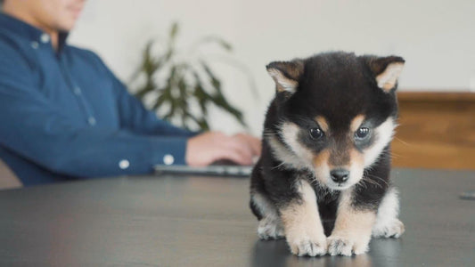 東京都内で犬と触れ合える場所 6 選