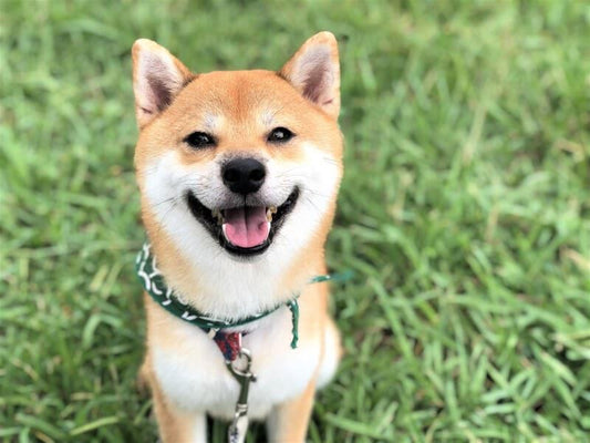 【獣医師解説】柴犬に気をつけたい病気の概要