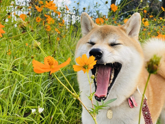 柴犬の里親募集をしているサイトを厳選!それぞれのサイトを徹底解説します。