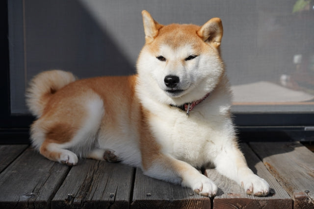 Oldest best sale shiba inu