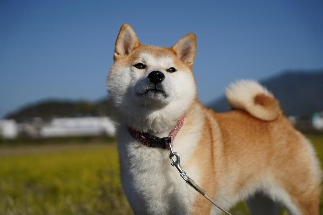 柴犬ってどんな犬?柴犬の血統と歴史:日本の伝統犬種の起源