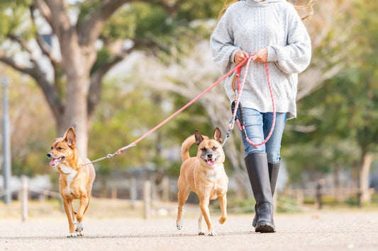 犬を飼えないけど触れ合いたい人も楽しめるし家族にも迎えられる保護犬カフェとは?