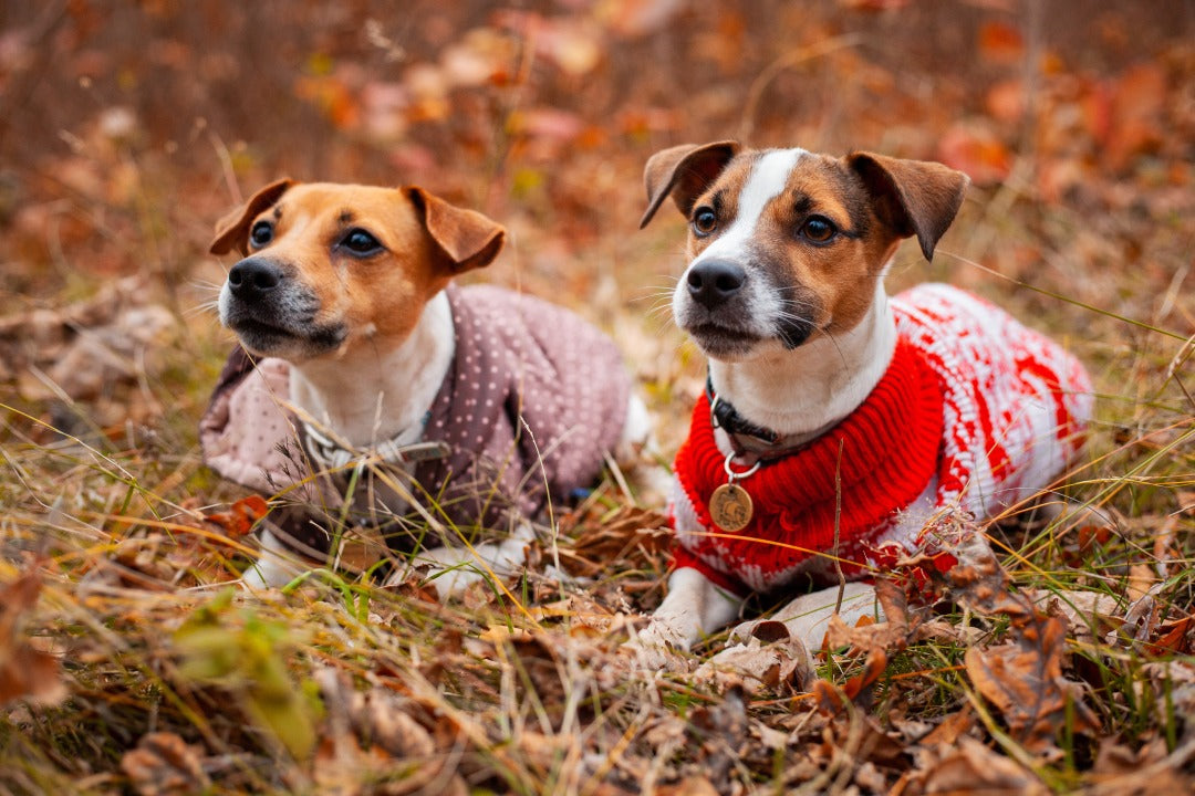 Houndworthy dog fashion collar