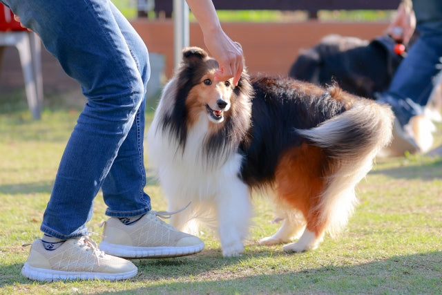 神奈川県内で犬と触れ合える場所7選