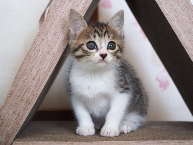猫のおすすめイベント情報をご紹介! 2023年2月22日は猫の日!