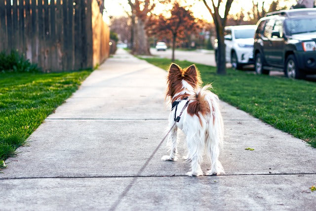 【初めての愛犬との散歩の方必見】散歩に出かけるときに必要な道具5選