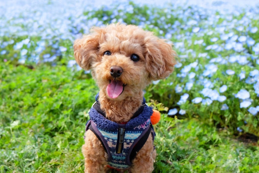 犬のおすすめイベント情報を地域別にご紹介!