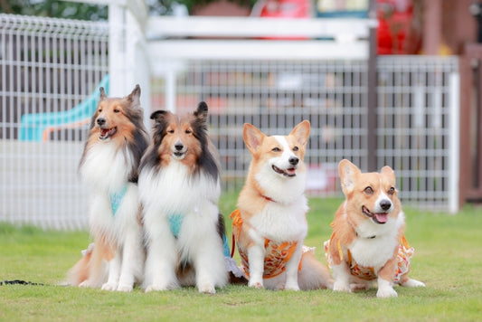 埼玉県で犬と触れ合える場所5選