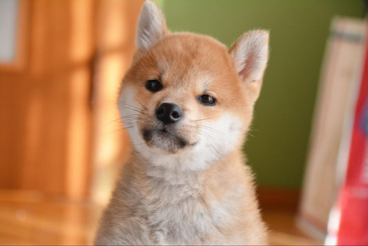 柴犬を飼っている有名人10選 | 男女別でご紹介!