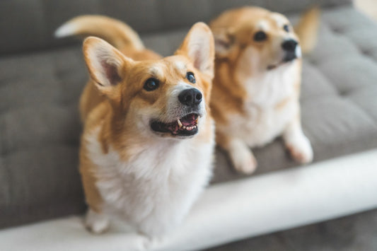 【2023年最新版】首都圏内で犬と触れ合える場所を各1都3県別にまとめました