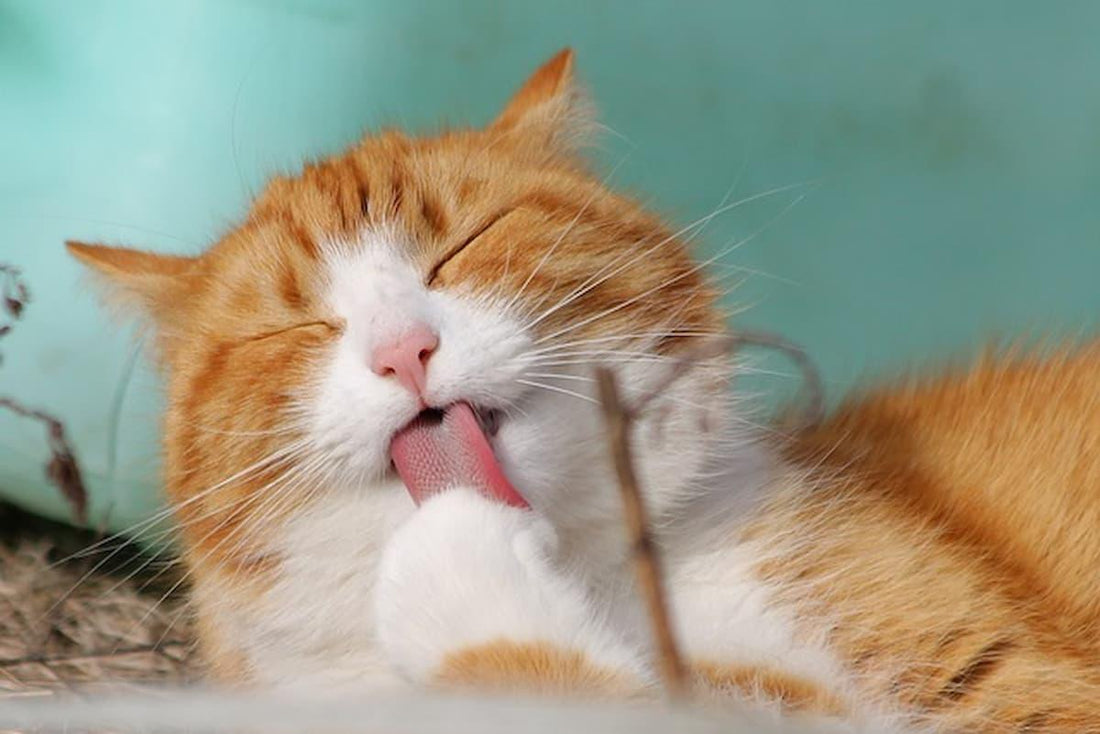 横浜で遊ぶところに迷ったらここに行こう!横浜から遊びに行ける動物と触れ合える場所5選
