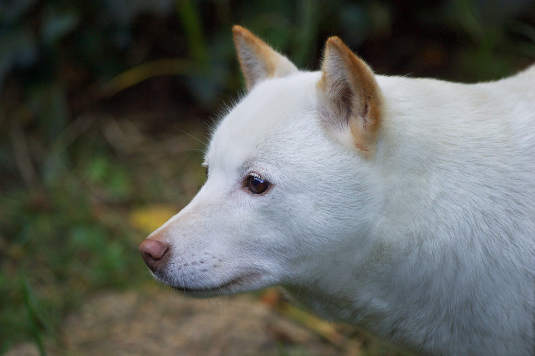 日本犬６種類まとめ！種類やそれぞれの性格などを解説します。